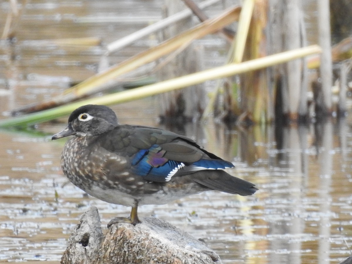 Wood Duck - ML494126191
