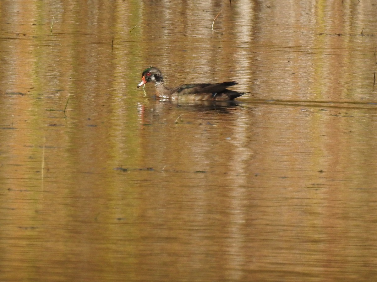 Wood Duck - ML494126201