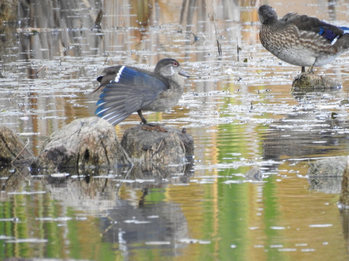 Wood Duck - ML494126211