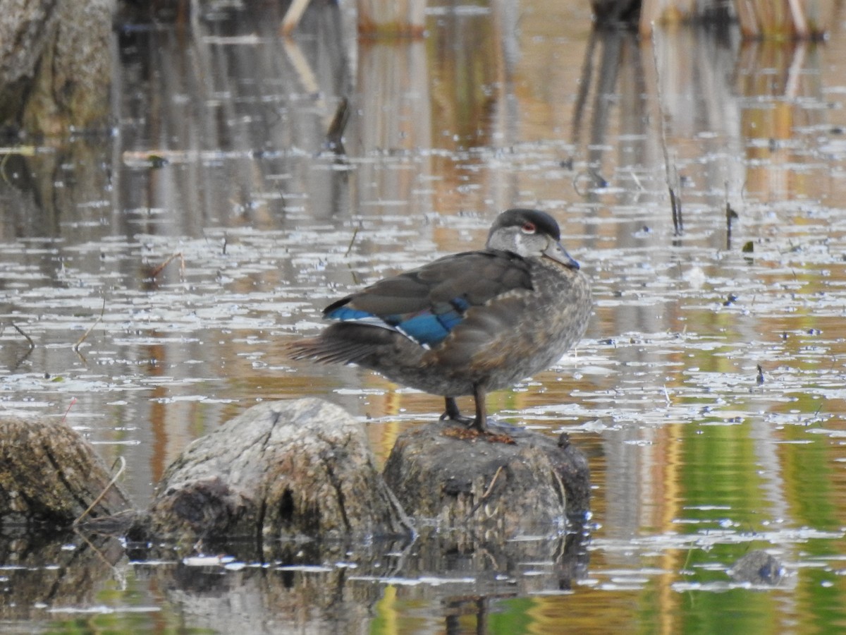 Wood Duck - ML494126231