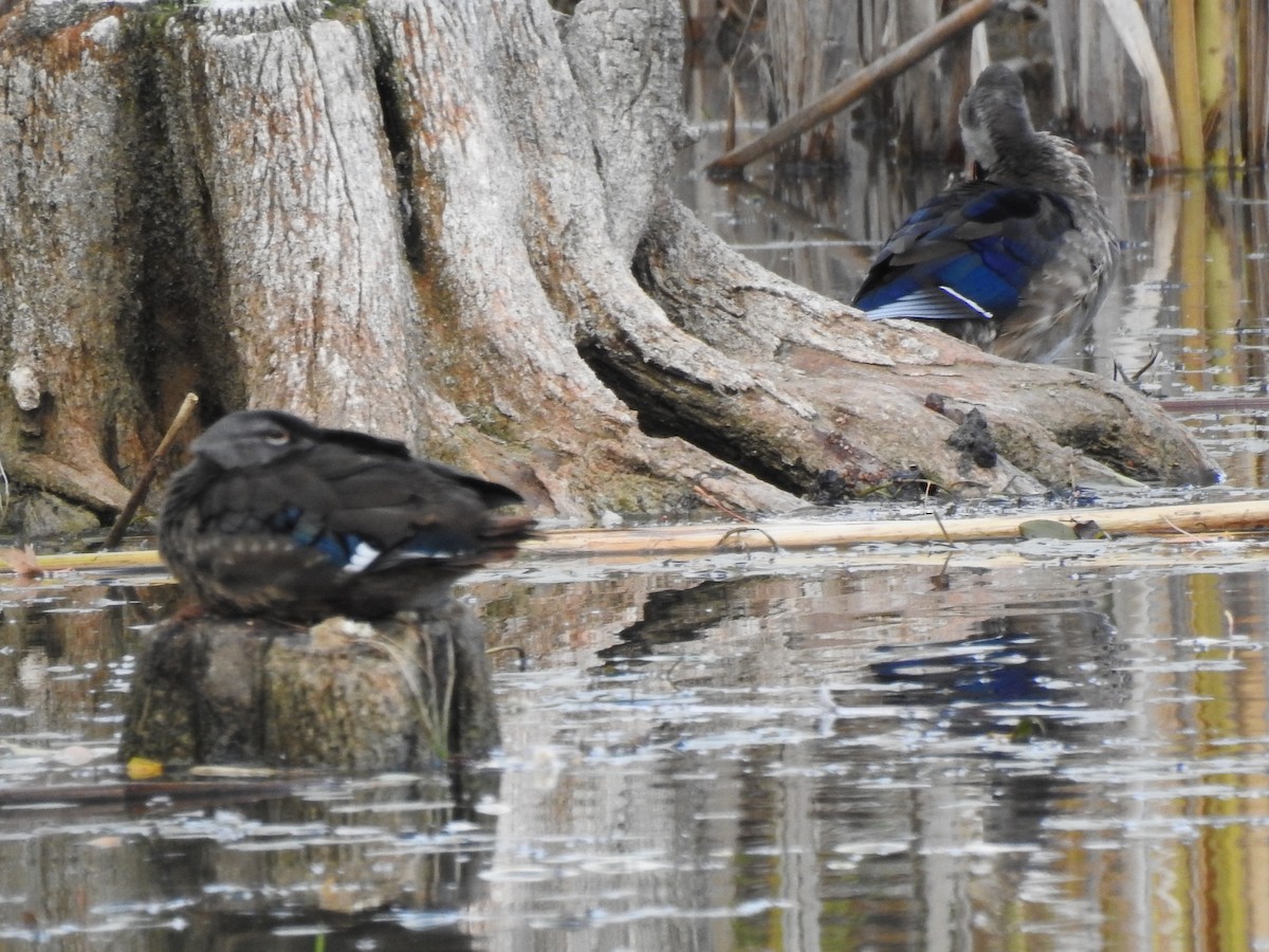 Wood Duck - ML494126251