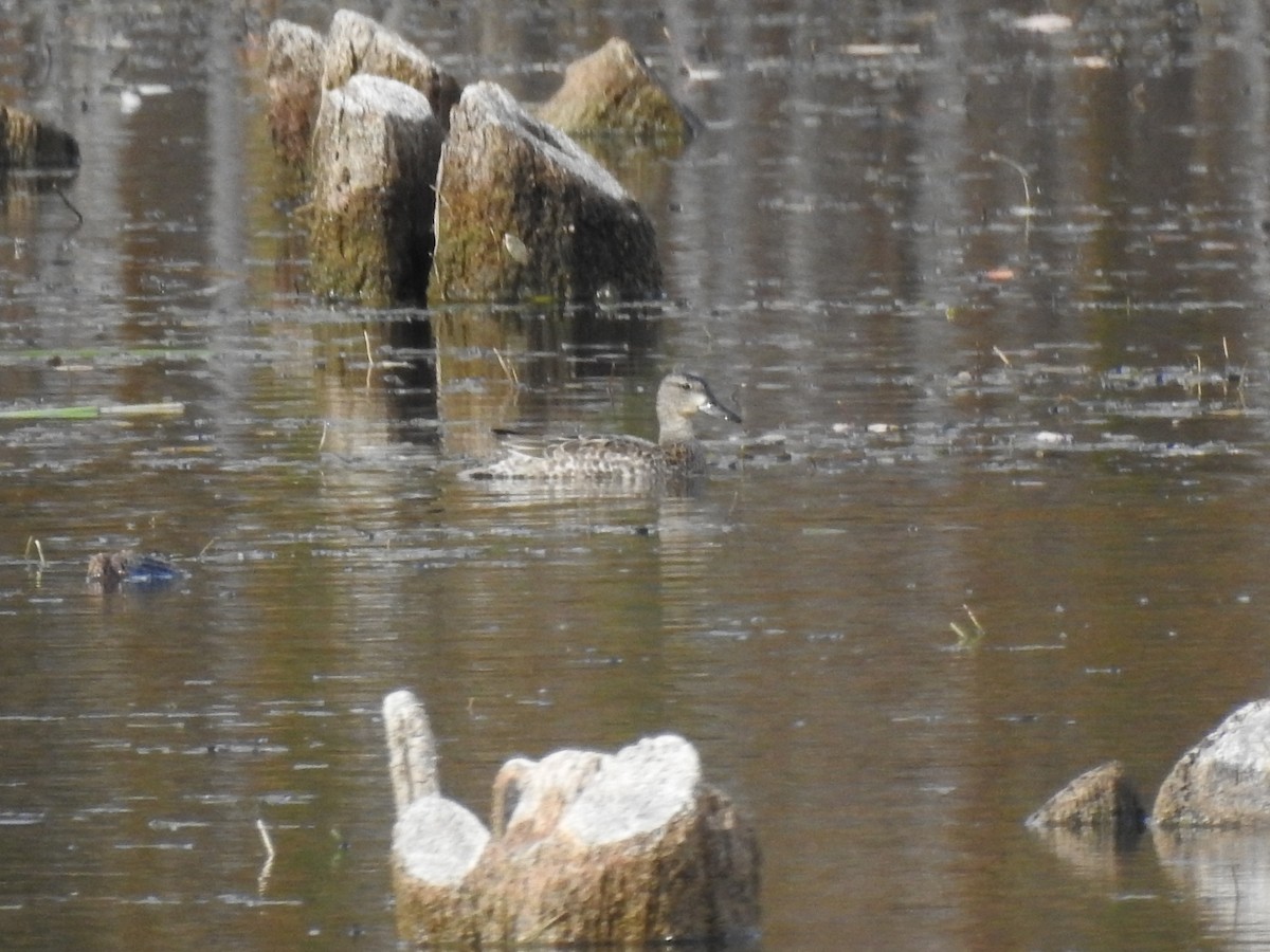 Blue-winged Teal - ML494126581