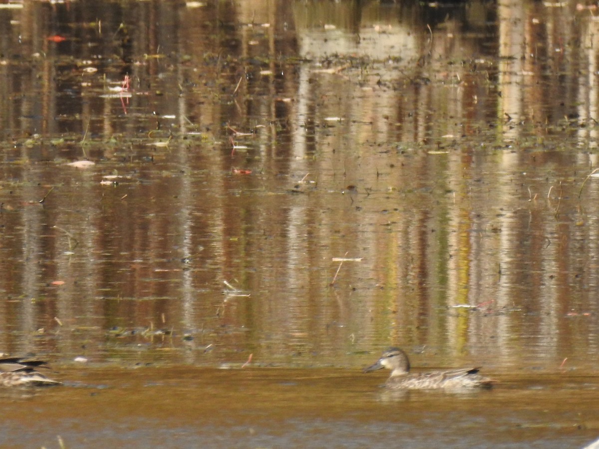 Blue-winged Teal - ML494126591