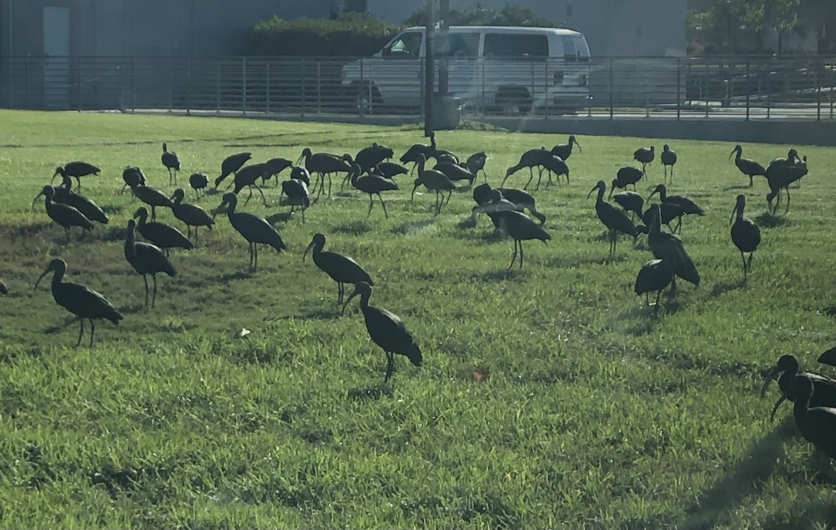 White-faced Ibis - ML494126701