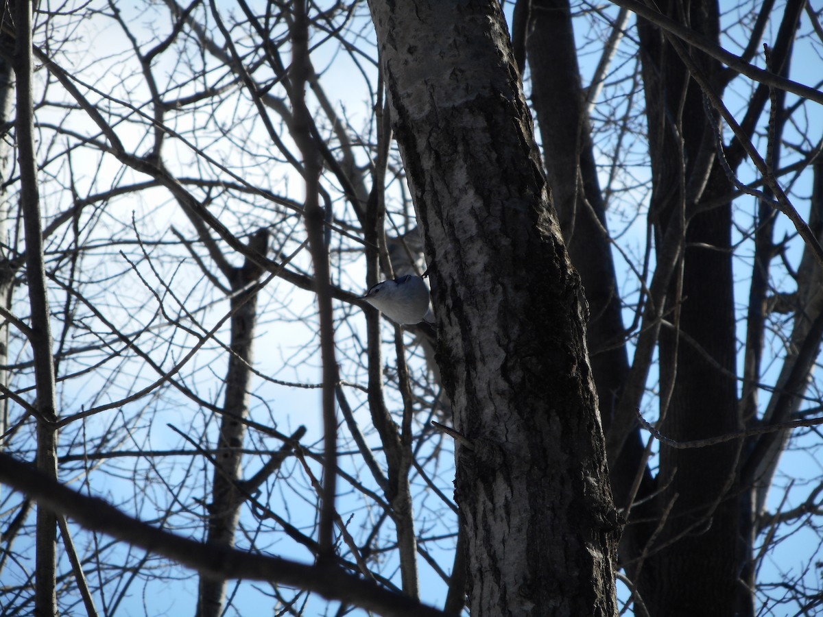 White-breasted Nuthatch - ML49412711