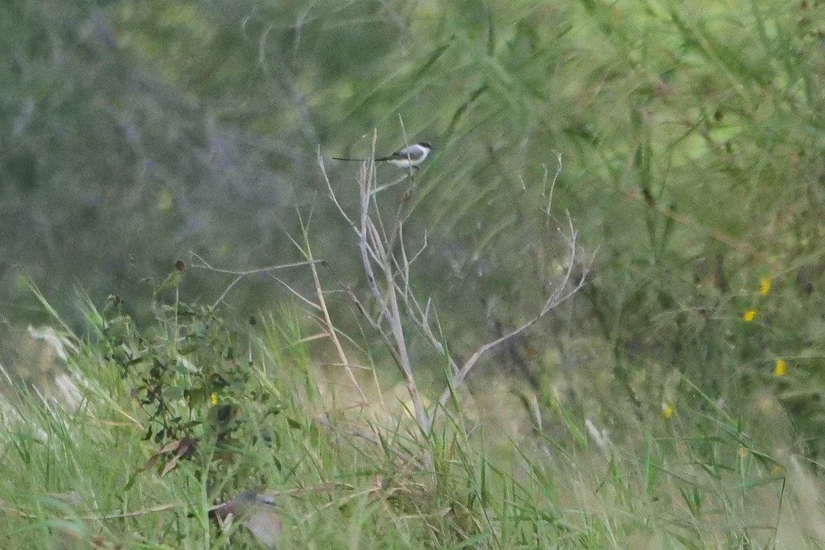 Fork-tailed Flycatcher - ML494127301