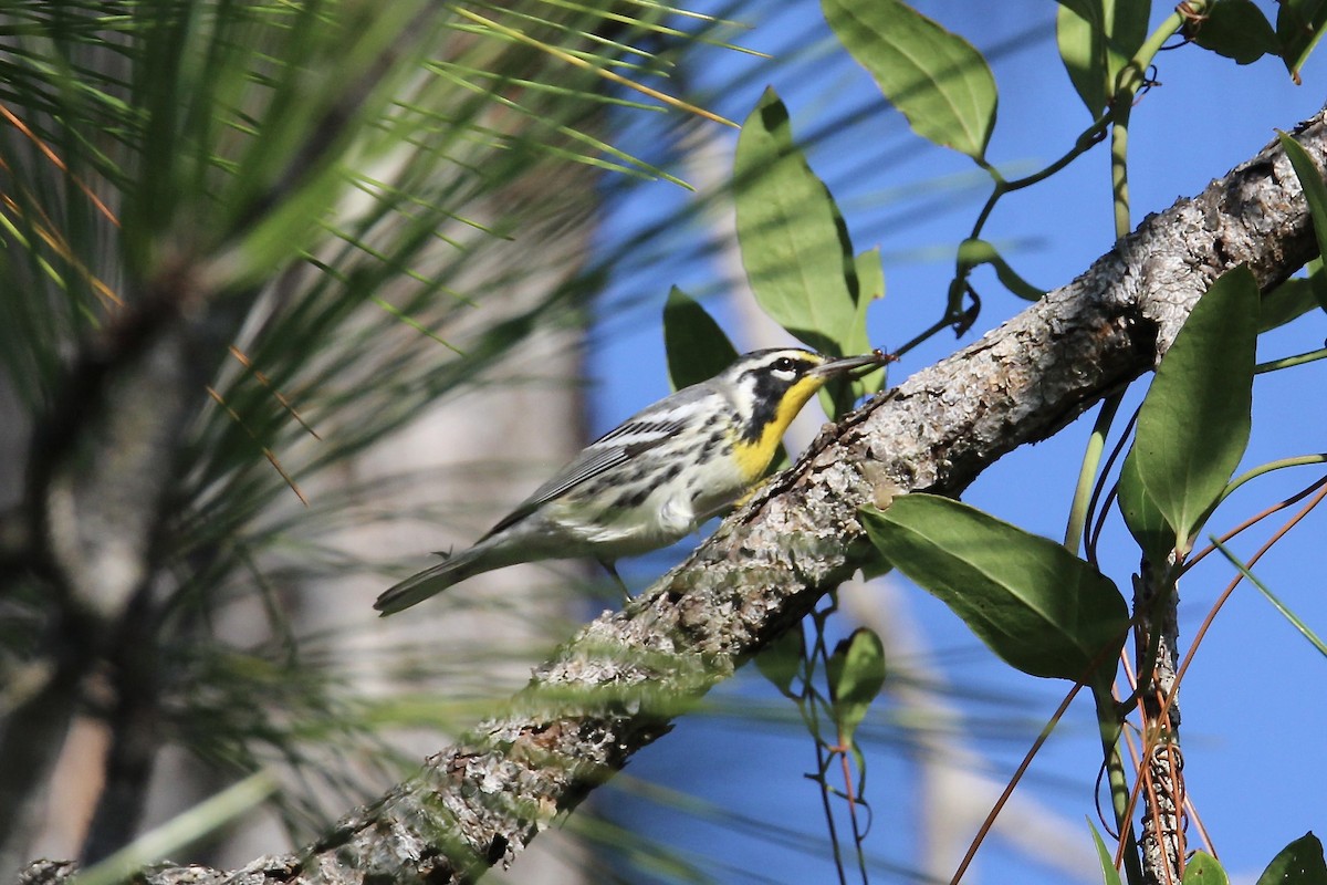 Yellow-throated Warbler - Kristin Fuoco