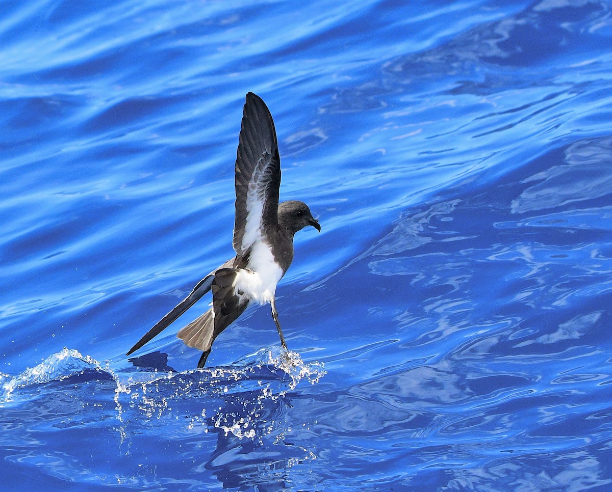 Black-bellied Storm-Petrel - ML494128271