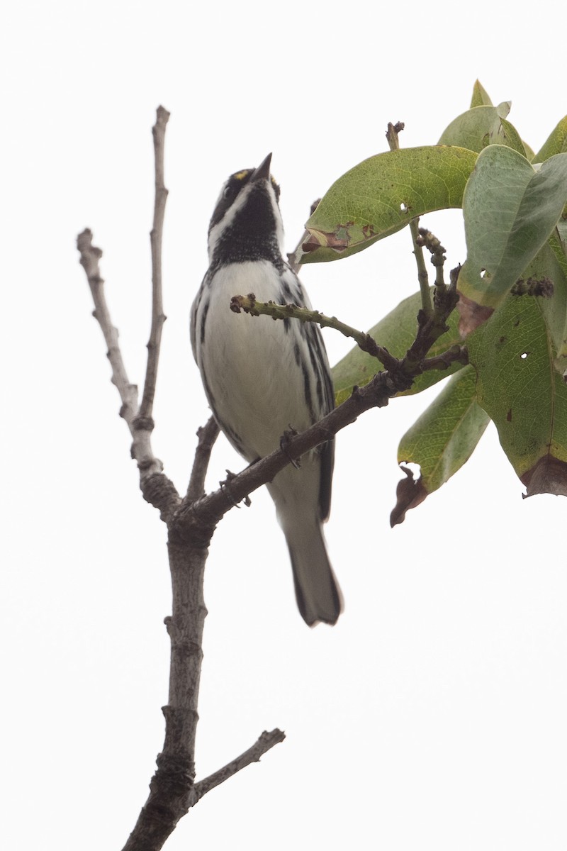 Black-throated Gray Warbler - ML494128651