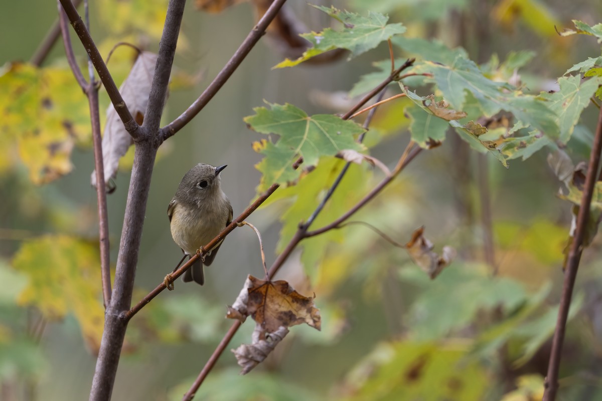 Ruby-crowned Kinglet - ML494129041