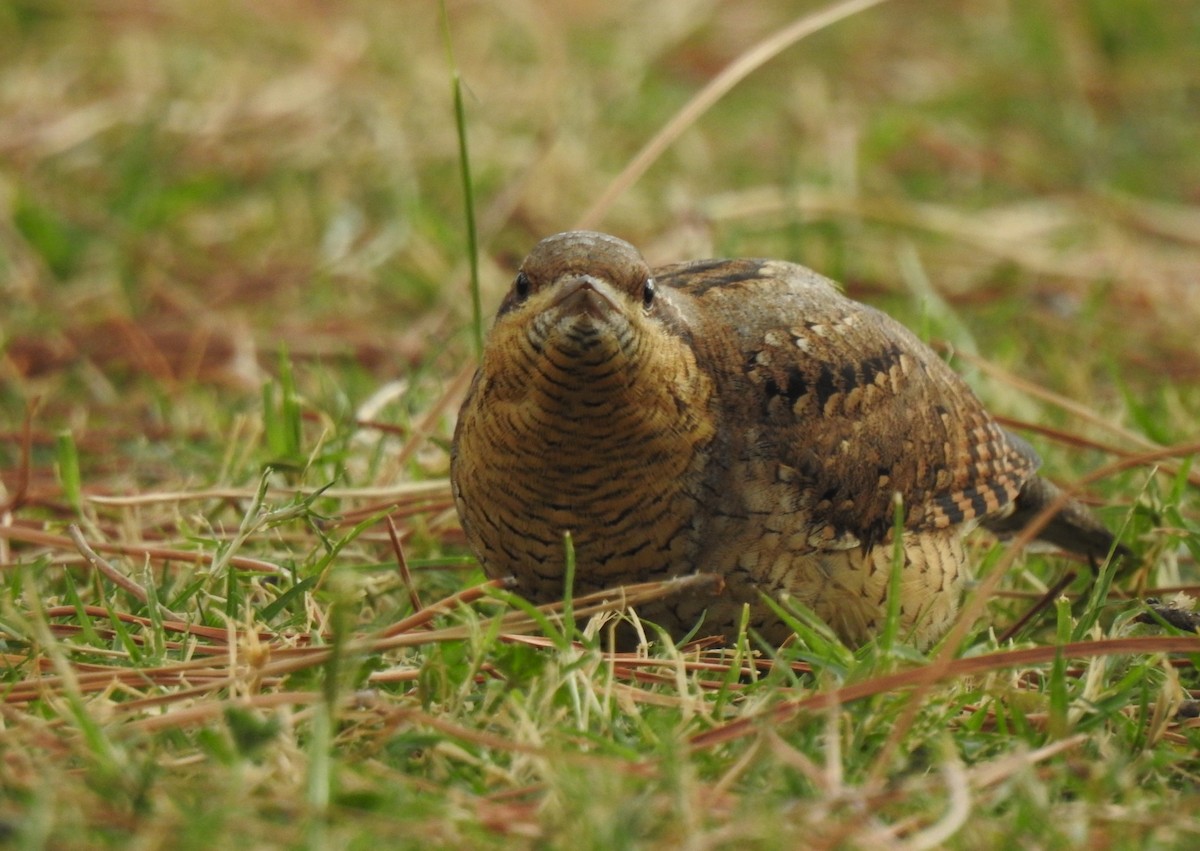 Eurasian Wryneck - Aris Vouros