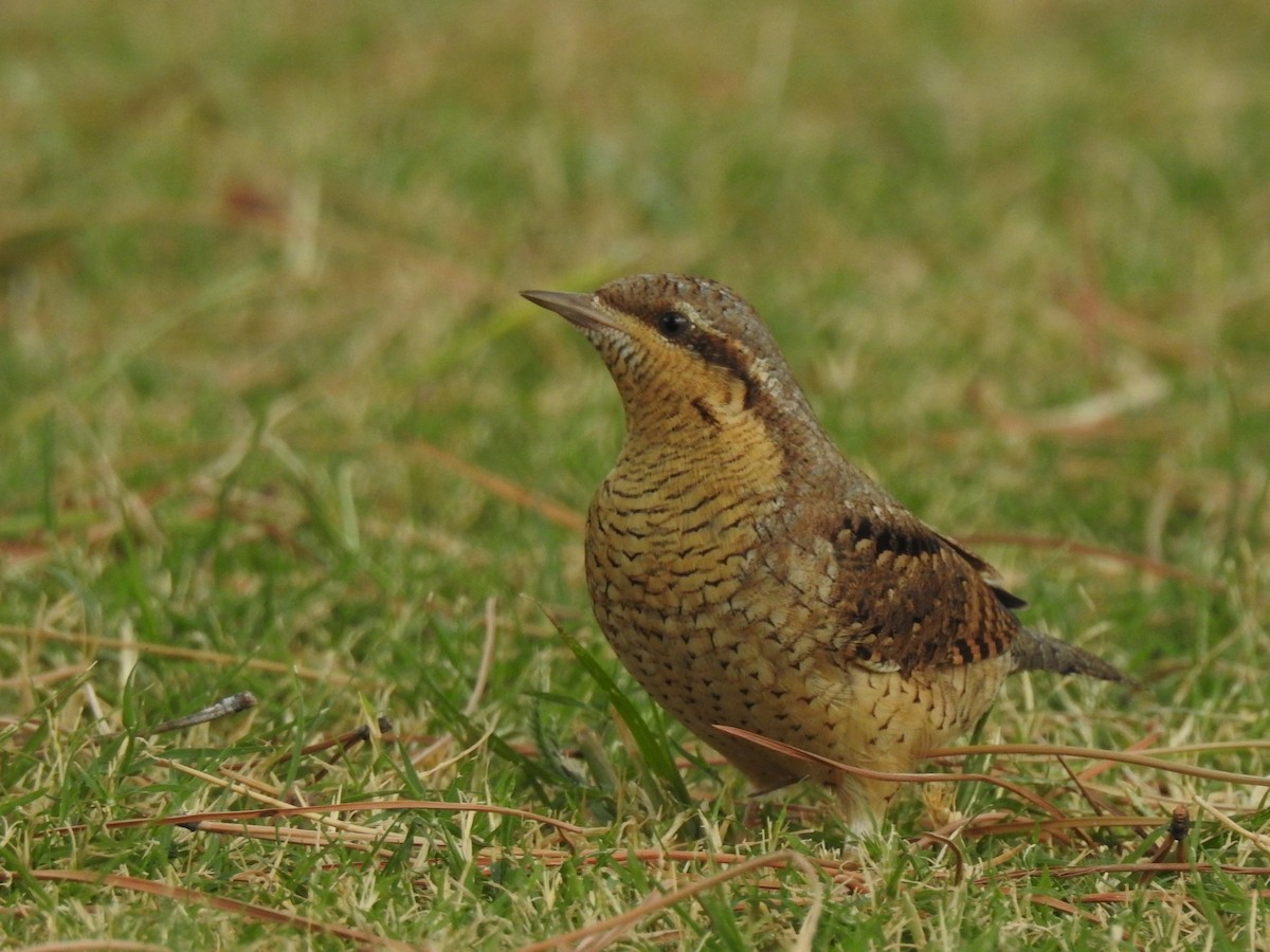 Eurasian Wryneck - ML494130361