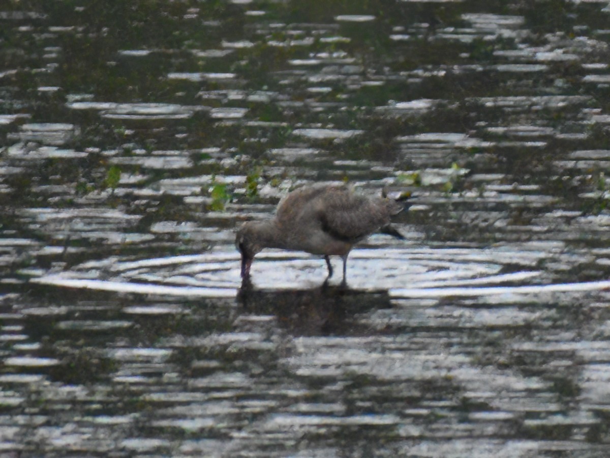 Hudsonian Godwit - ML494130941