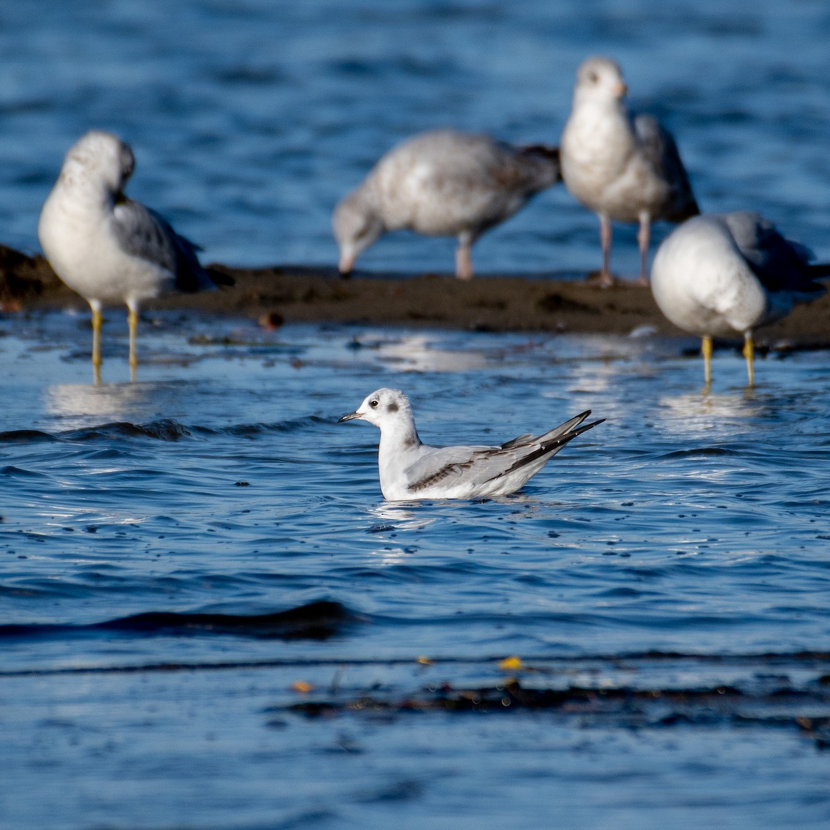 Mouette de Bonaparte - ML494131131