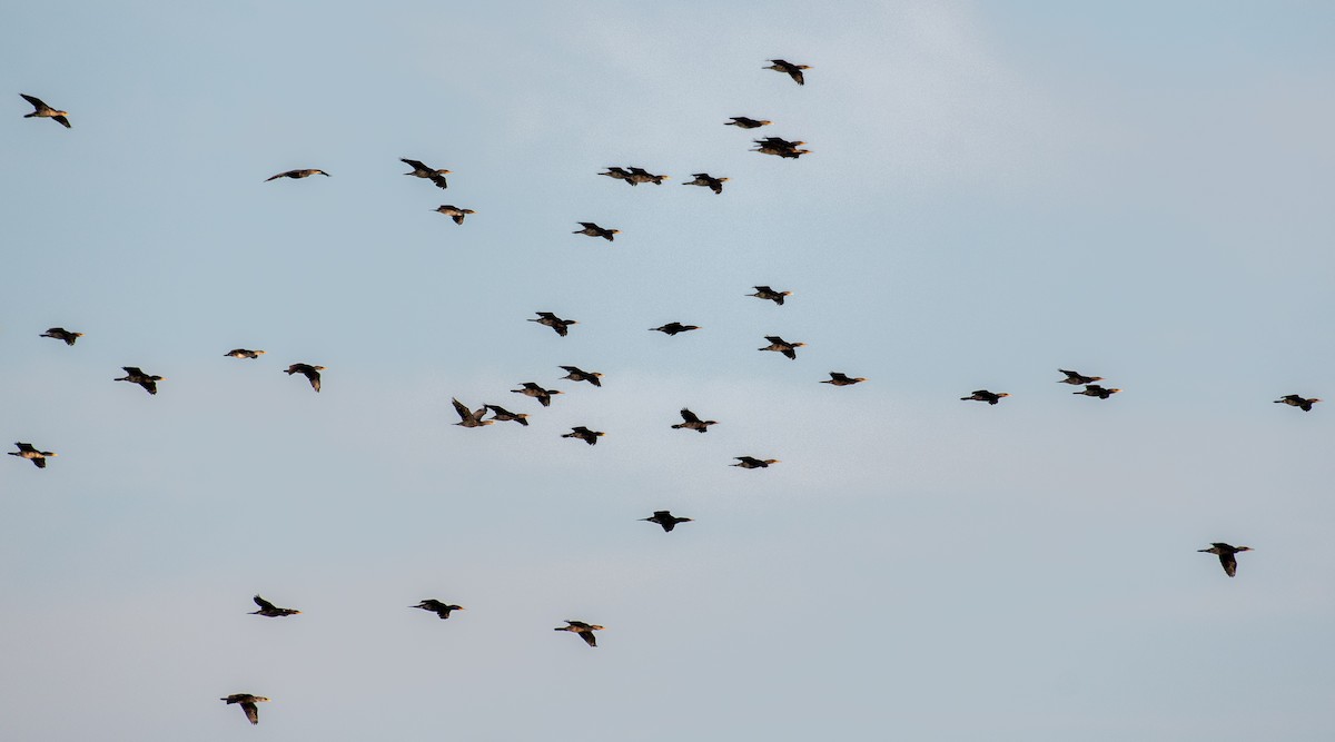 Double-crested Cormorant - Christine Pelletier et (Claude St-Pierre , photos)