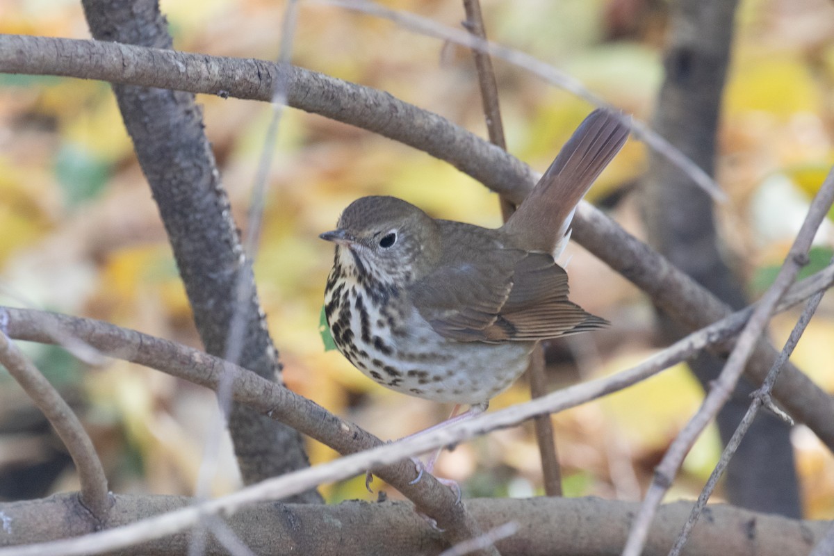 Hermit Thrush - ML494132571