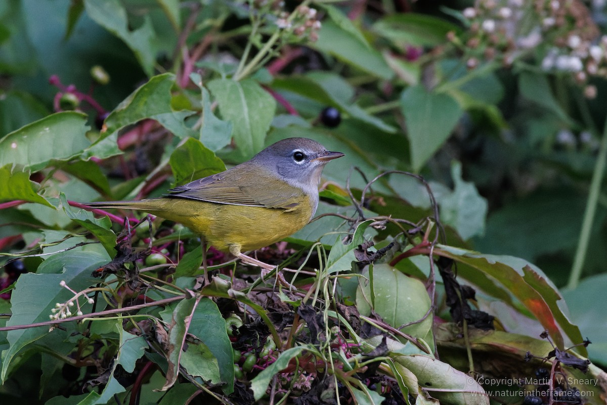 MacGillivray's Warbler - ML494134111