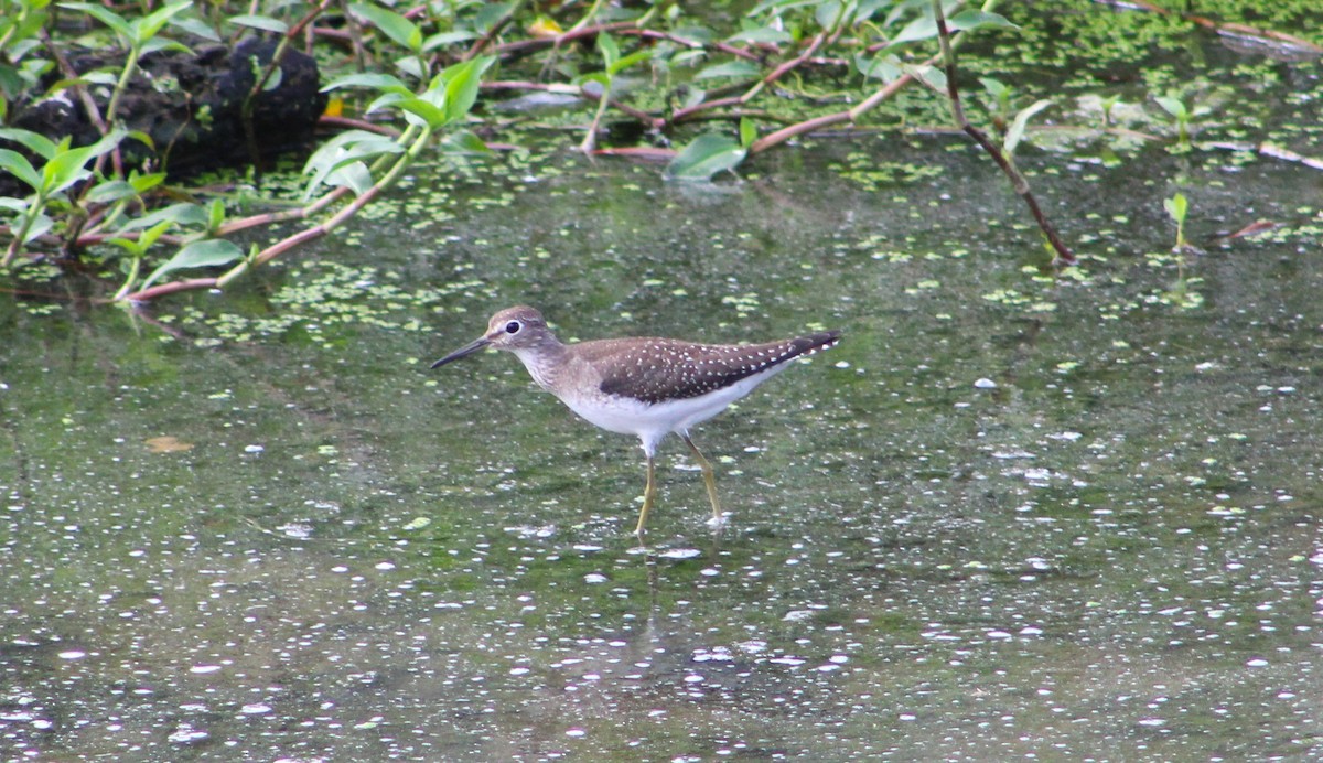 Solitary Sandpiper - ML494134421