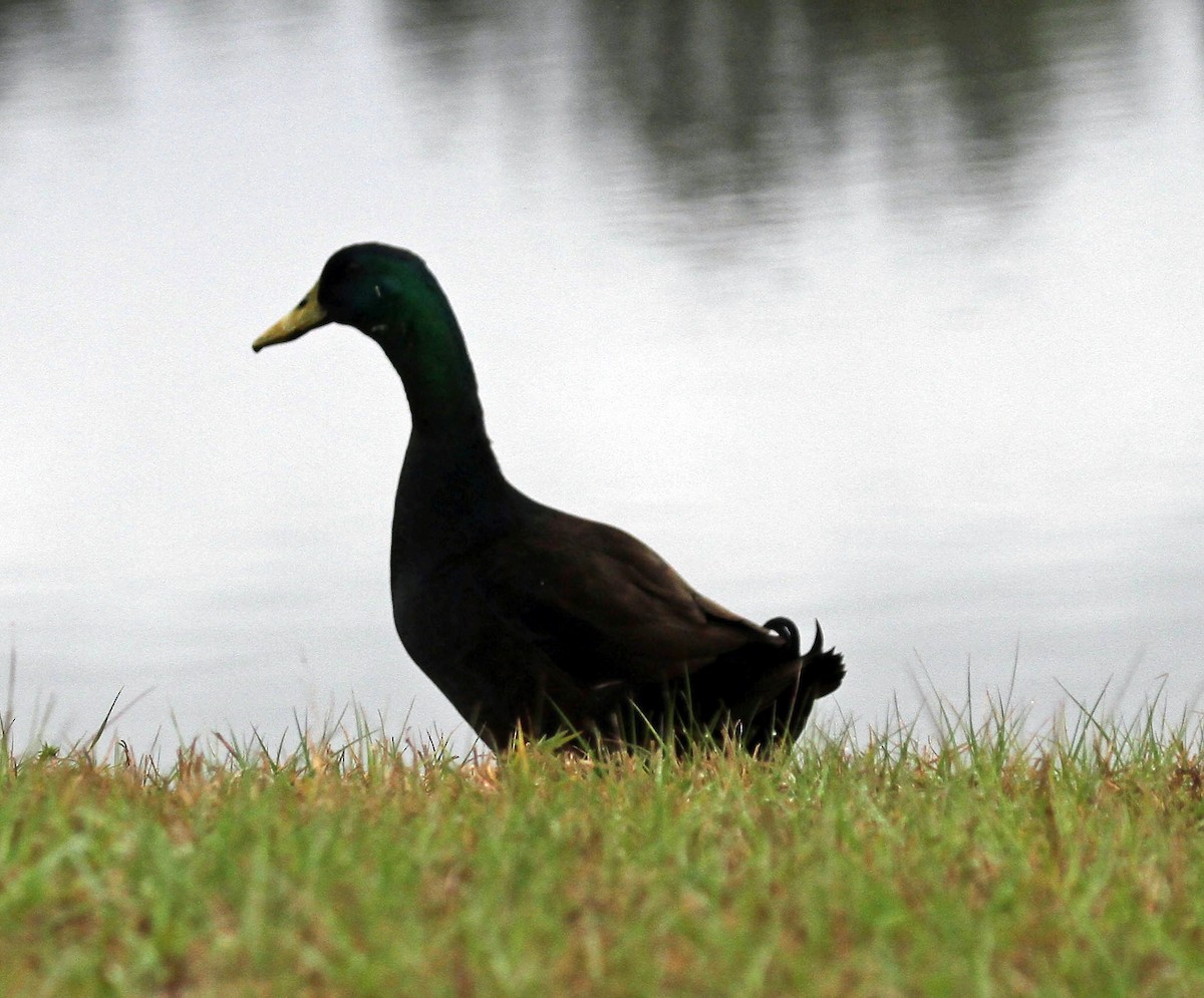 Canard colvert (forme domestique) - ML49413471