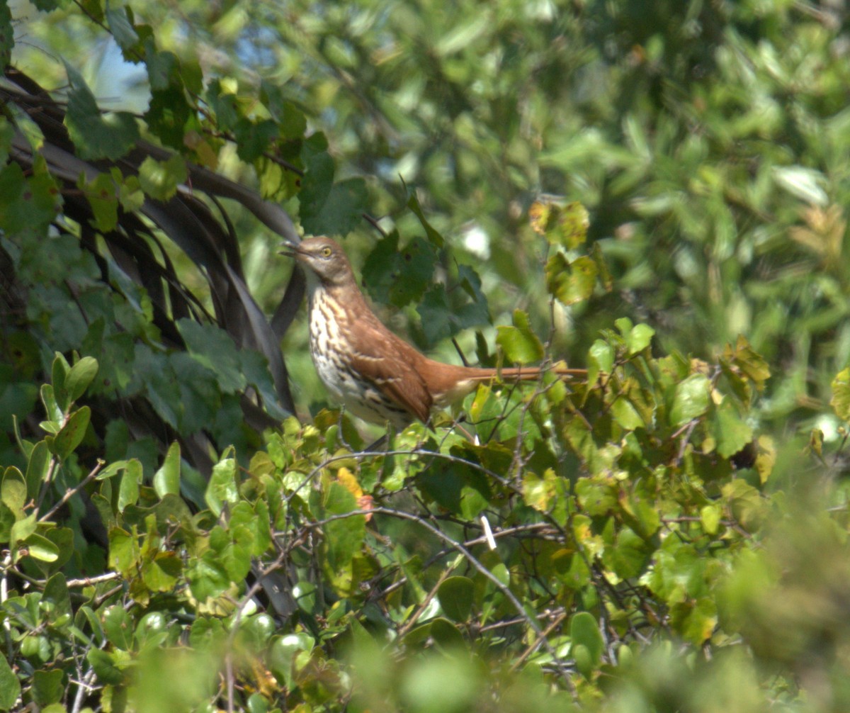 Brown Thrasher - Cindy & Gene Cunningham