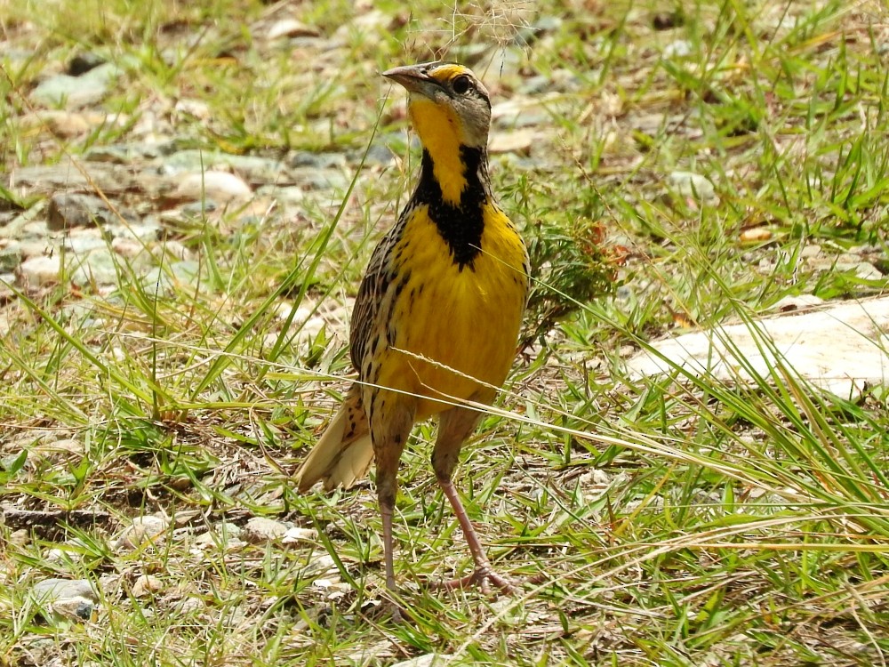 Eastern Meadowlark - ML494136341