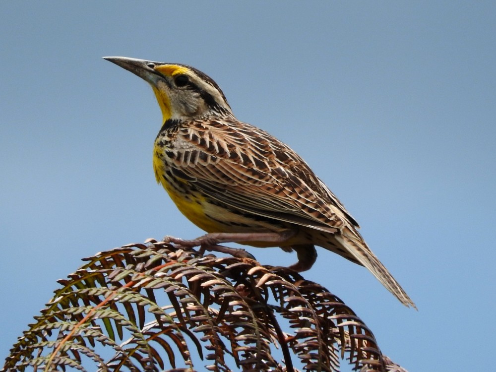 Eastern Meadowlark - ML494136351