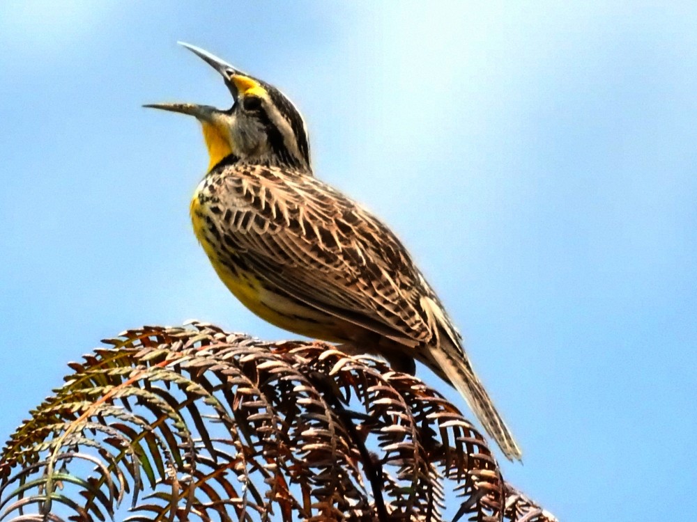 Eastern Meadowlark - ML494136371