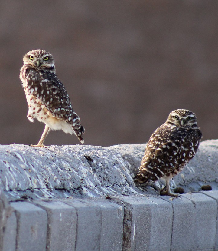 Burrowing Owl - ML494136491