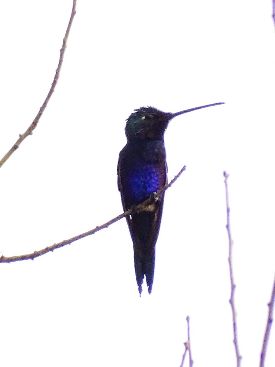 Blue-tufted Starthroat - ML494137241