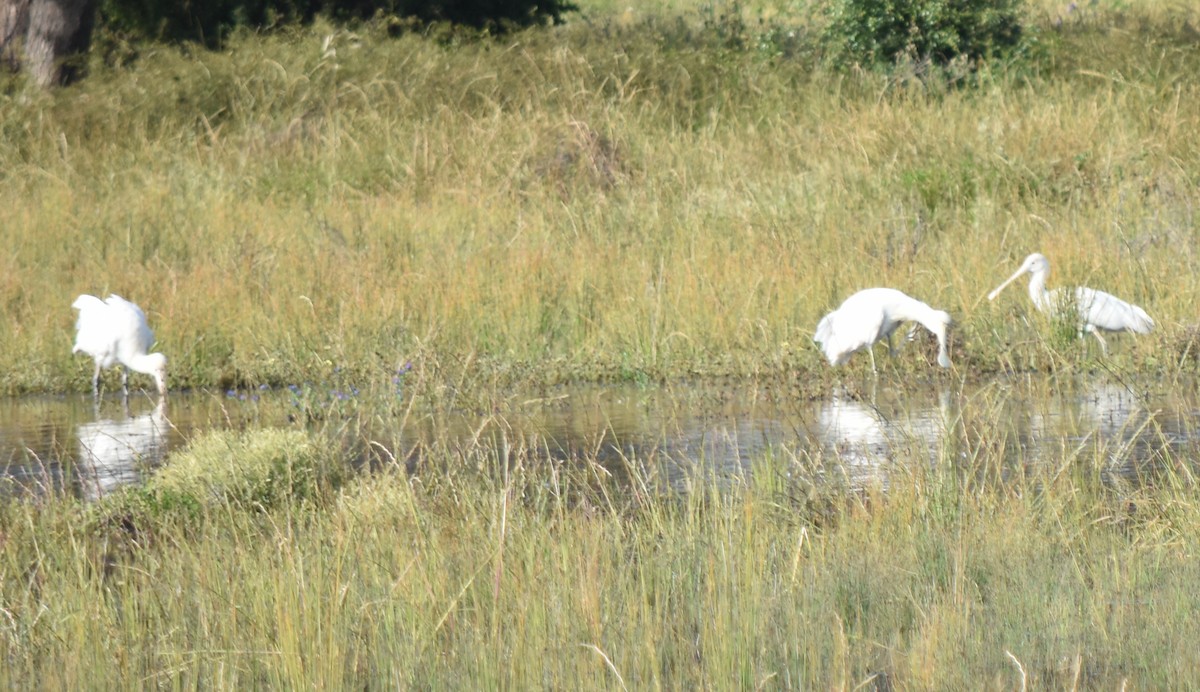 Yellow-billed Spoonbill - ML494137281