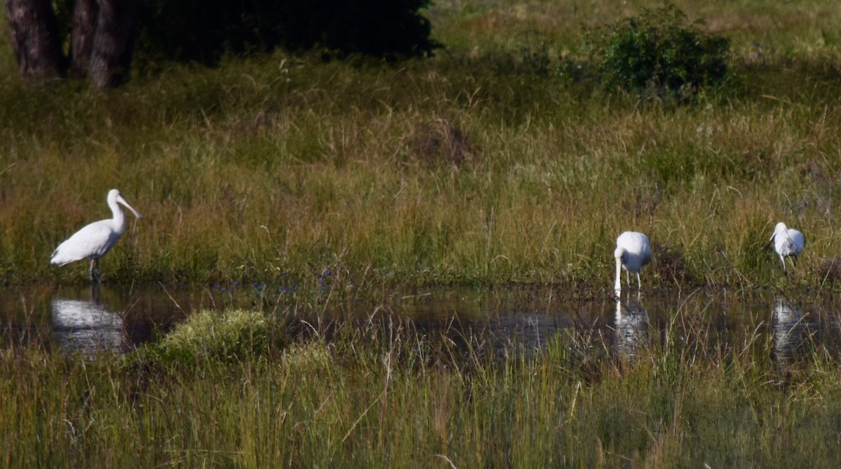 Yellow-billed Spoonbill - ML494137291