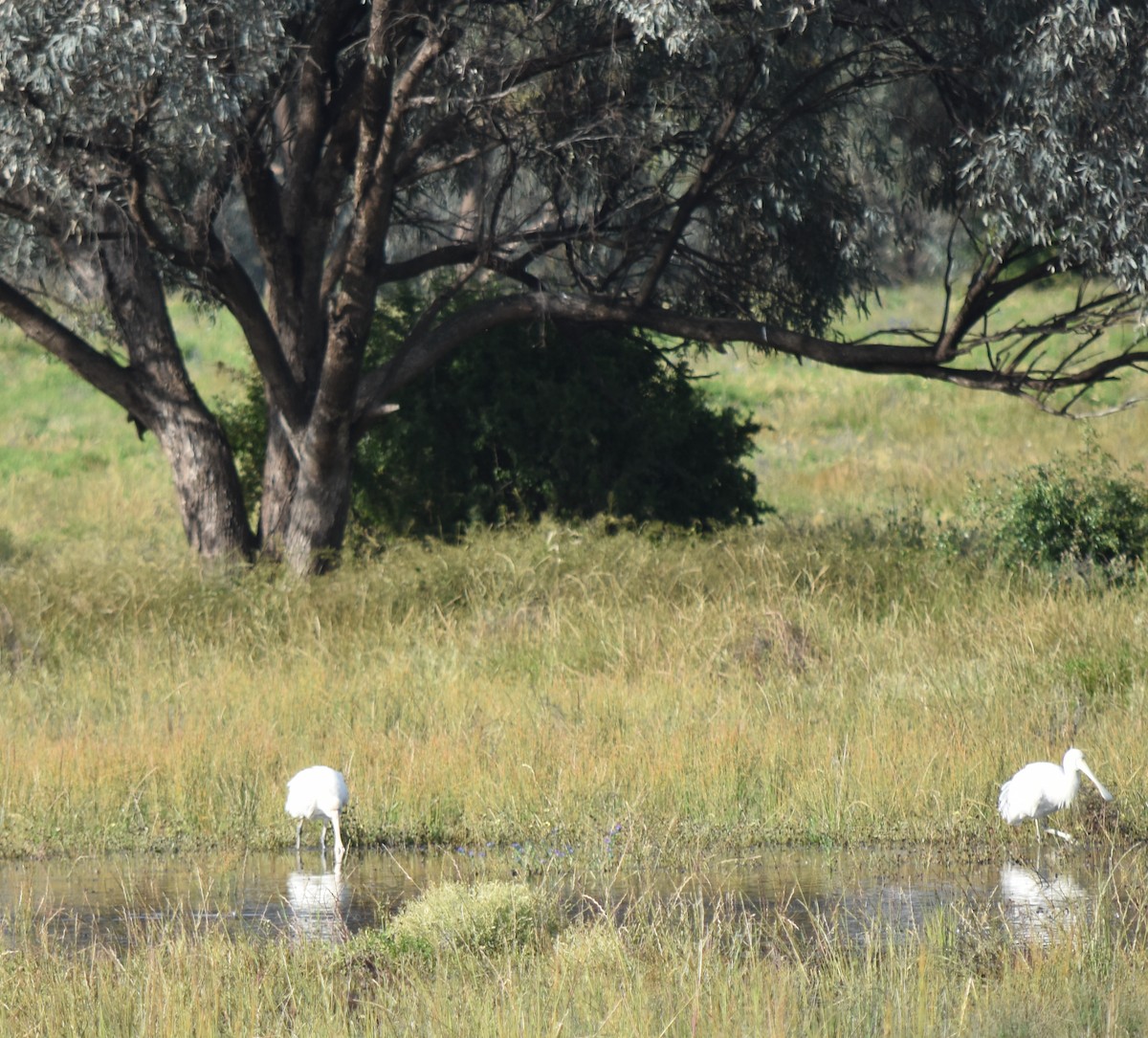 Yellow-billed Spoonbill - ML494137301