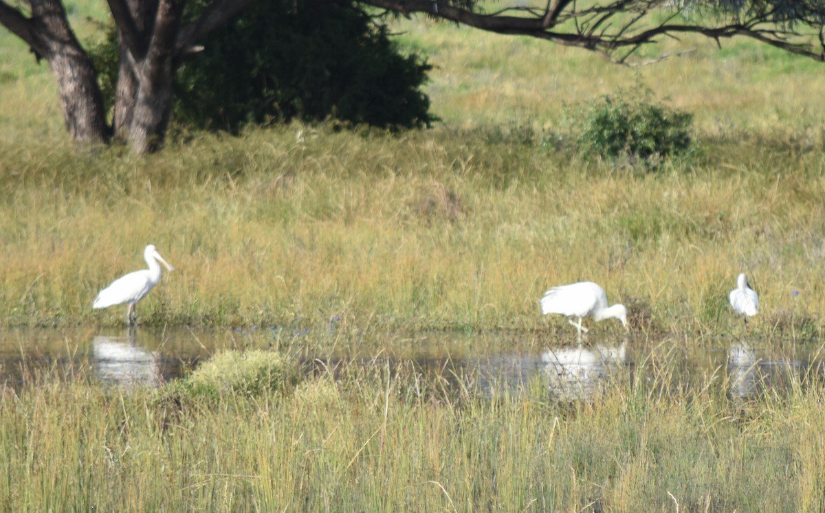 Yellow-billed Spoonbill - ML494137621