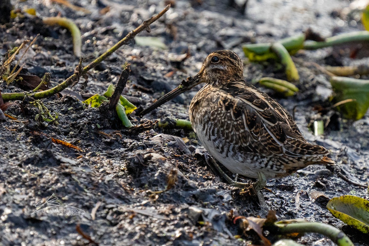 Wilson's Snipe - ML494140241