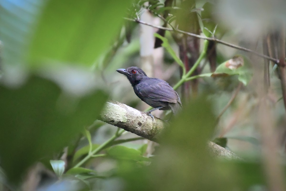 Black-throated Antshrike - ML494143081