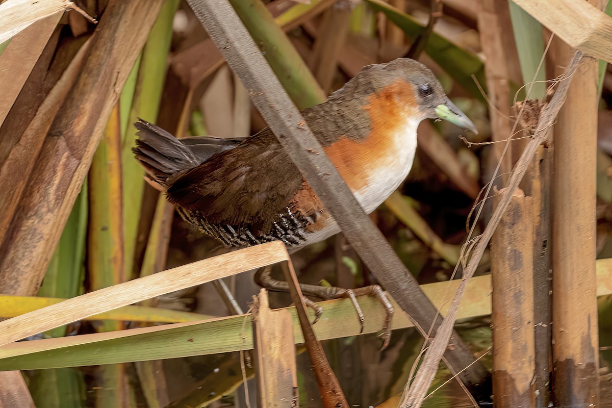 Rufous-sided Crake - ML494143671