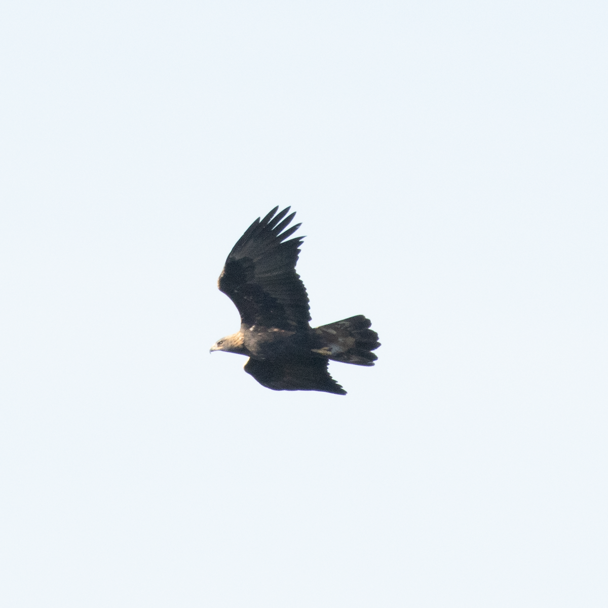 Golden Eagle - ML494144061