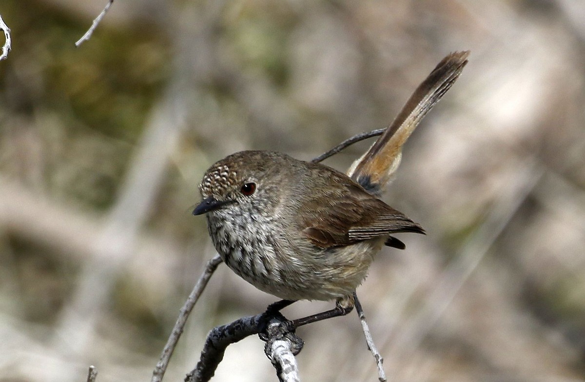 Inland Thornbill - ML494144671