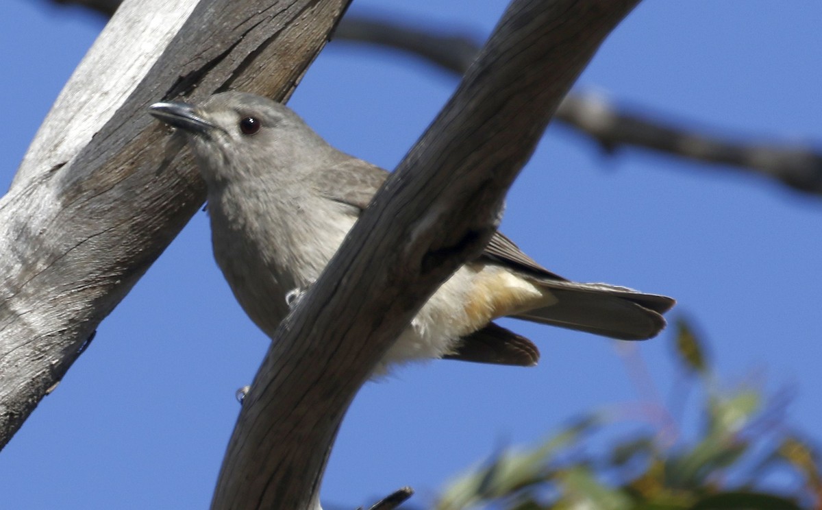 Gray Shrikethrush - ML494144911