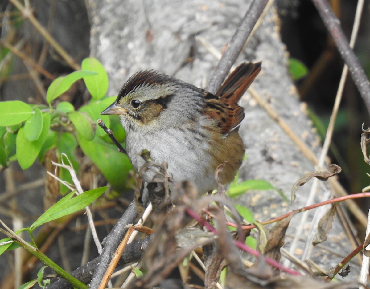 Swamp Sparrow - ML494145311