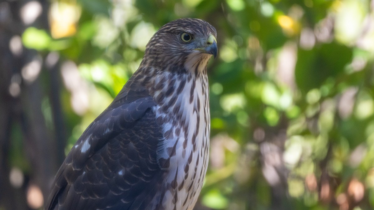 Cooper's Hawk - Paul Clifford