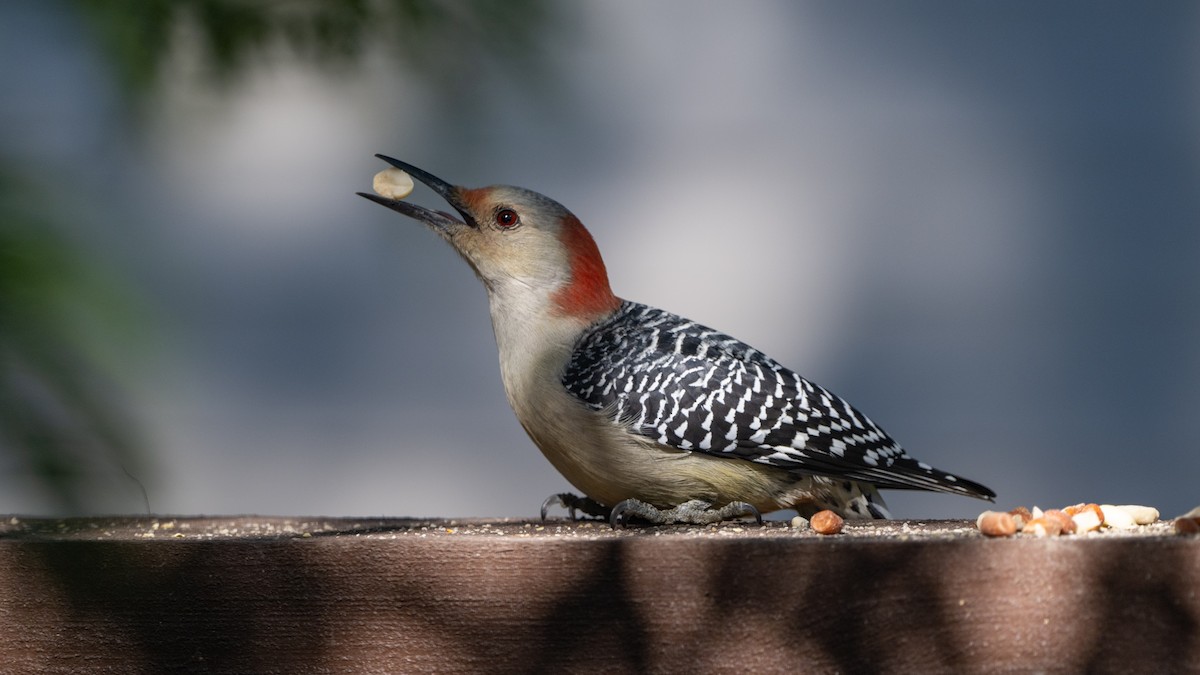 Red-bellied Woodpecker - Paul Clifford