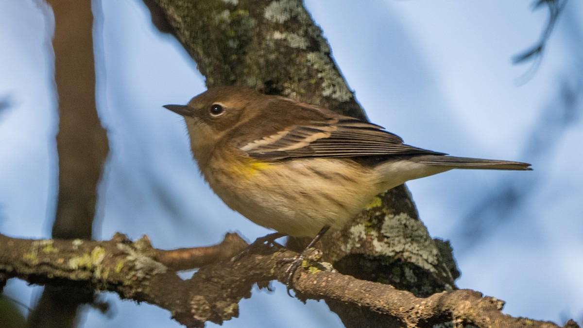 Yellow-rumped Warbler - Paul Clifford