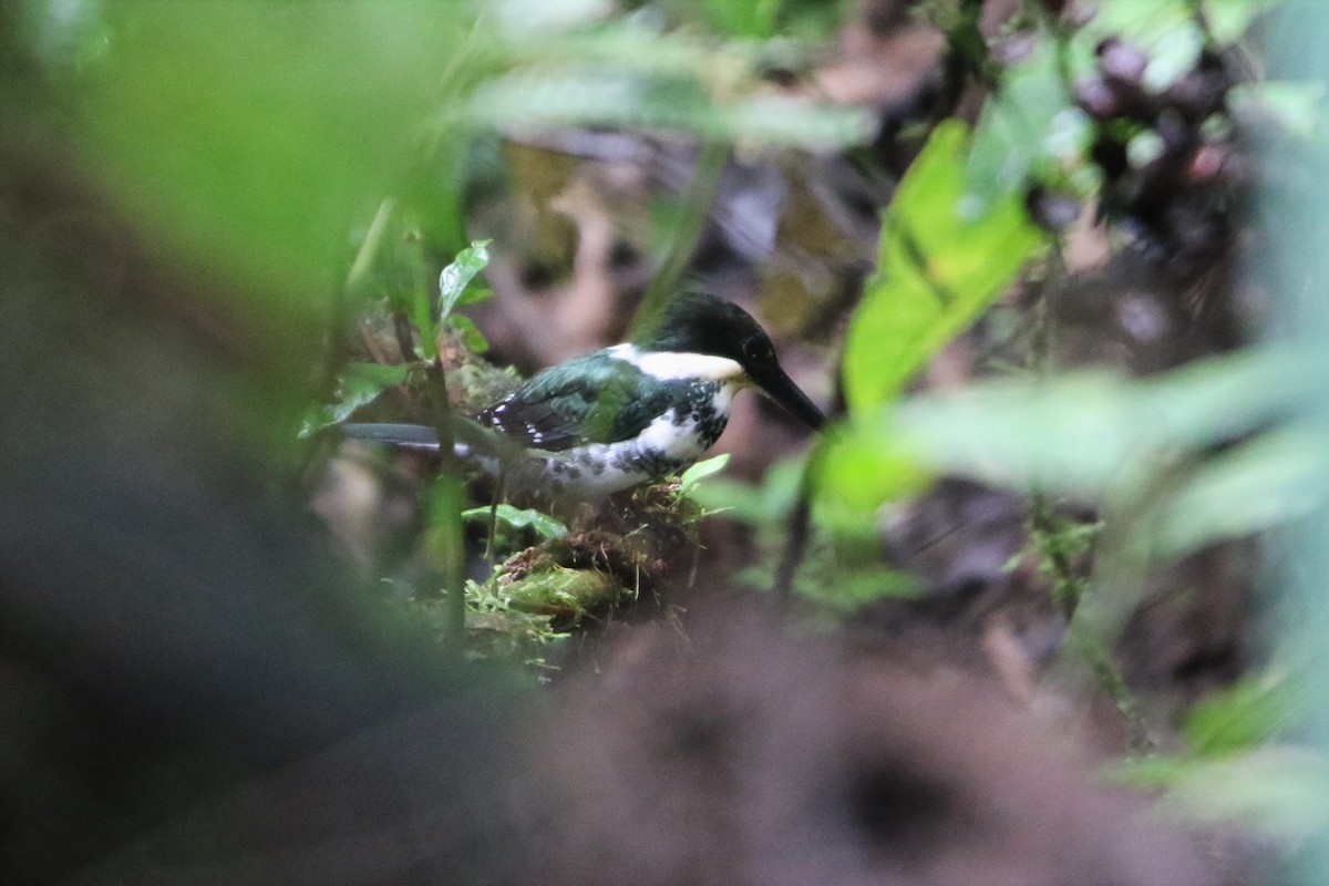 Green Kingfisher - ML494148601