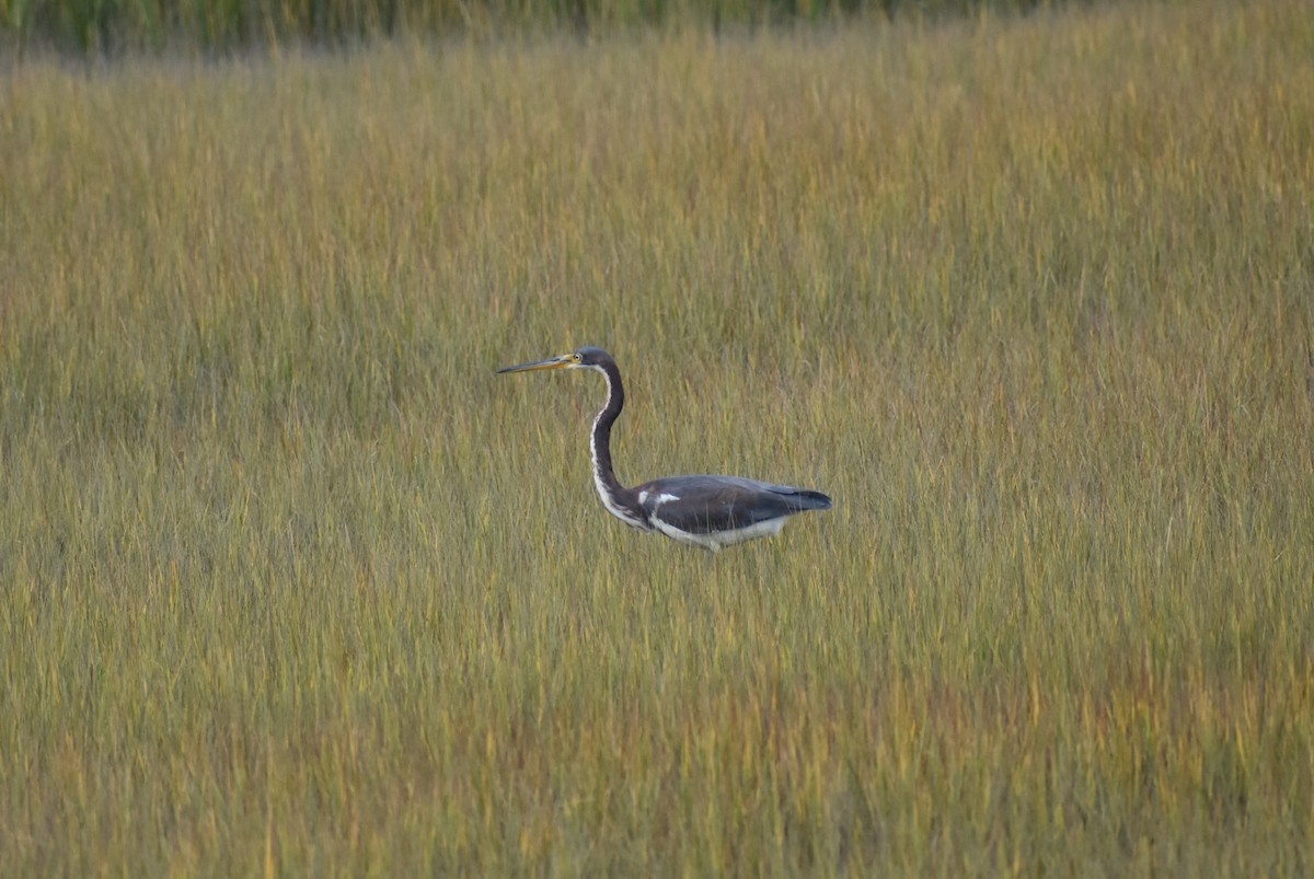 Tricolored Heron - ML494149571