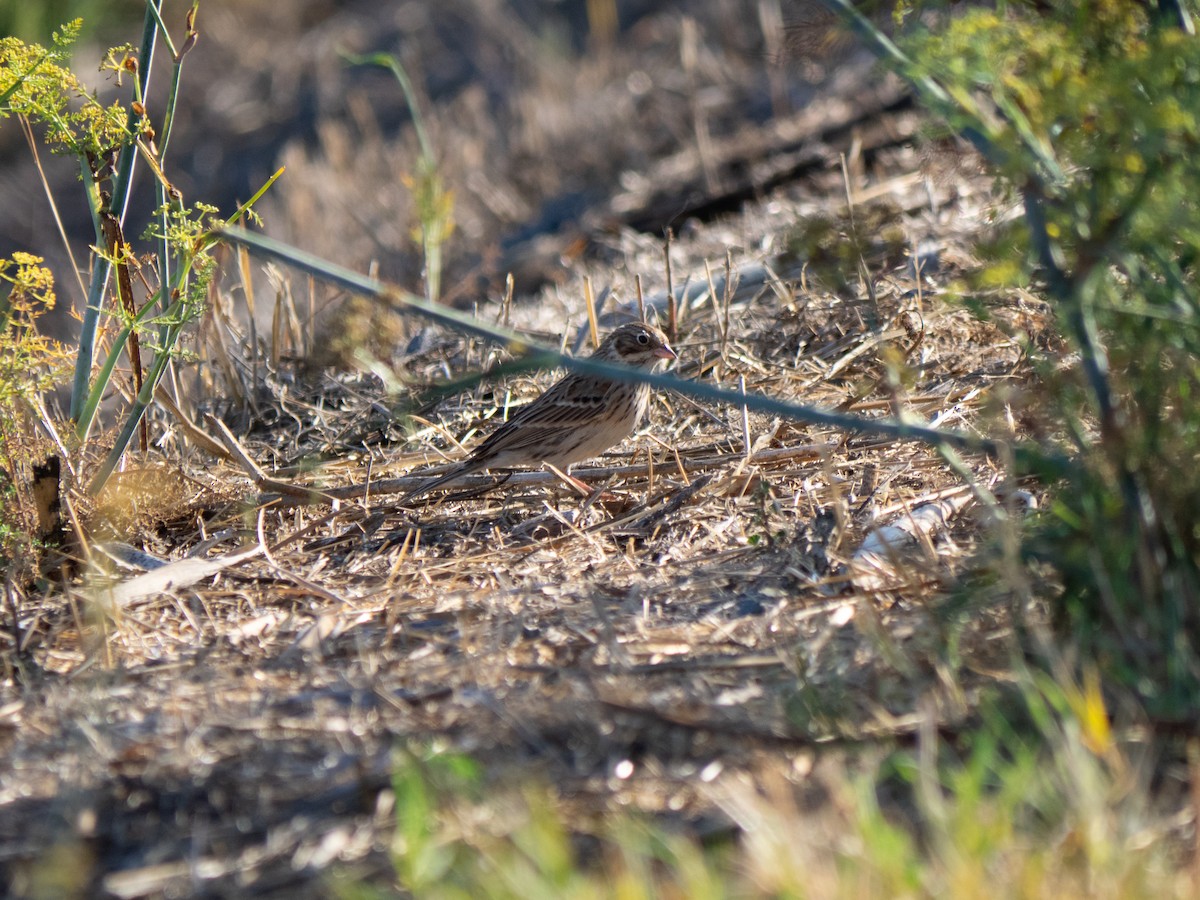 Vesper Sparrow - ML494149931