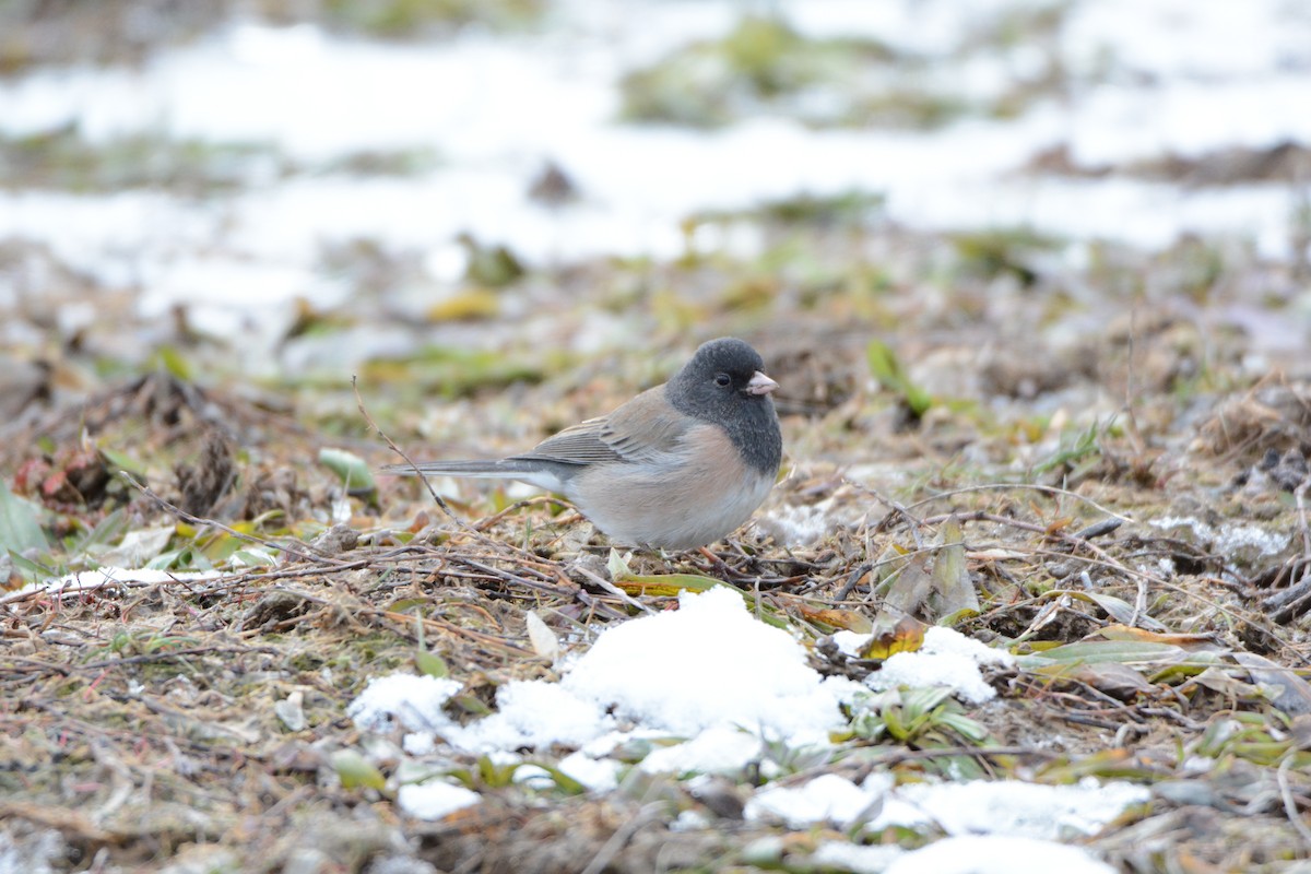 Dark-eyed Junco (Oregon) - ML49415011
