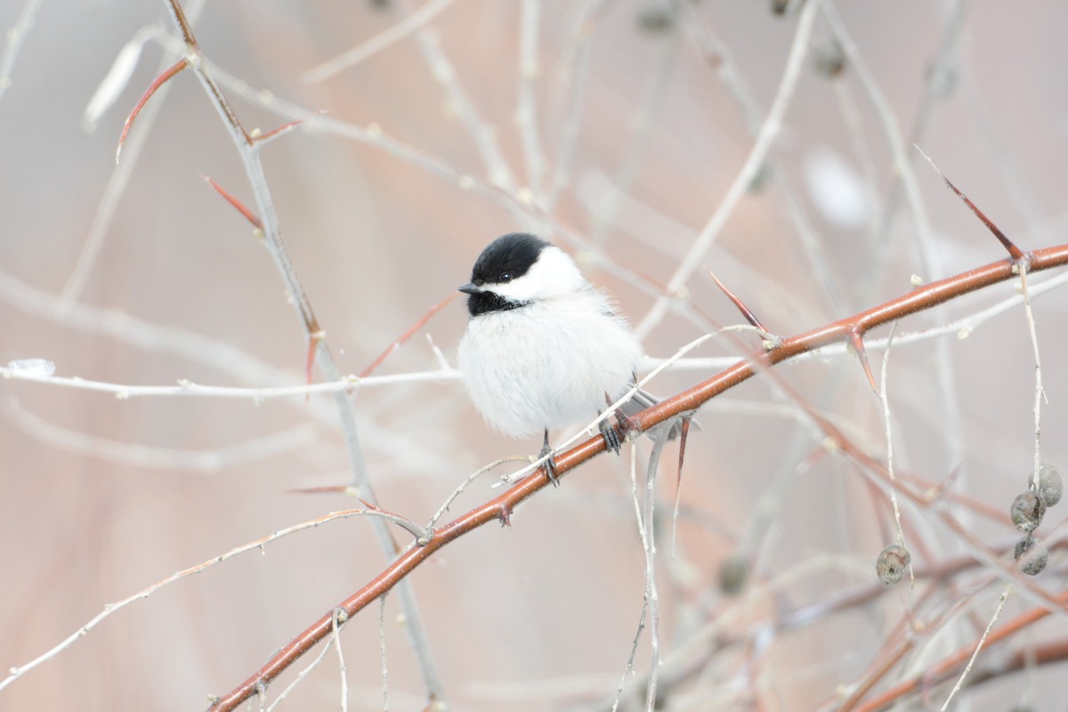 Black-capped Chickadee - ML49415051