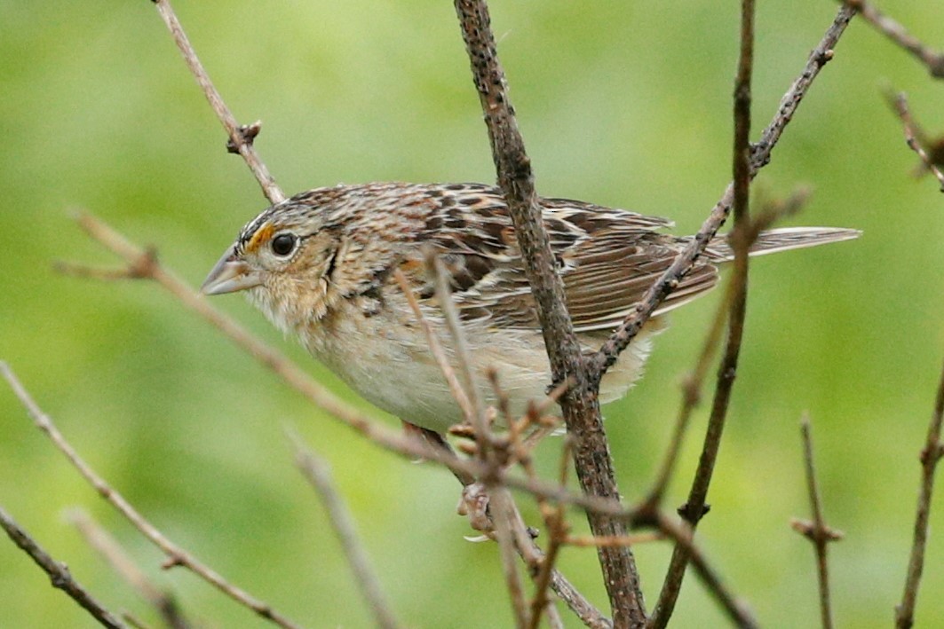 Grasshopper Sparrow - ML494153381
