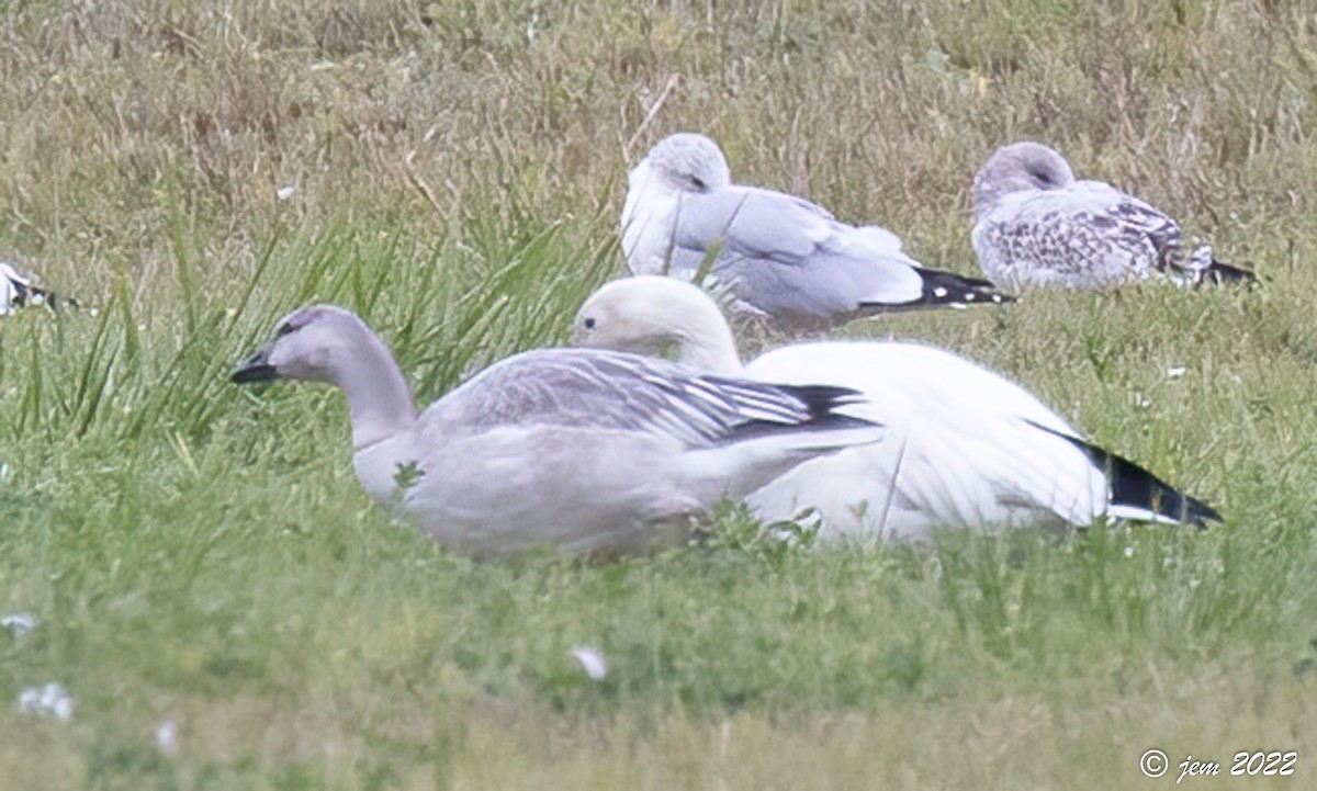 Snow Goose - ML494153721